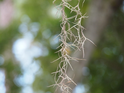 [Just a couple of strands hang in the image. A main stem or pieces is not visible. There are a lot of branches that seem to come from other branches so this is entwined within itself.]